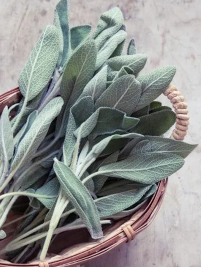 Sage