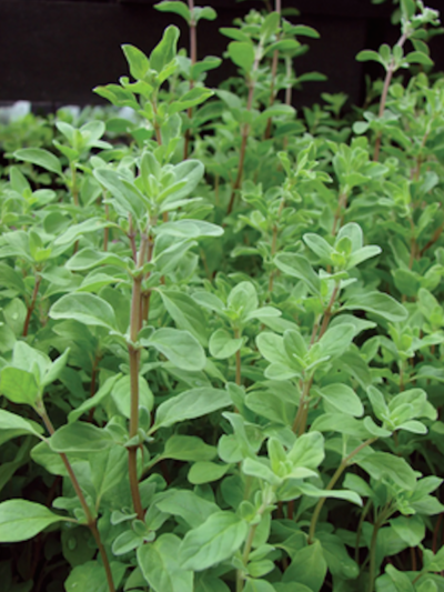 Marjoram / Oregano