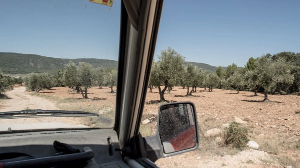Grist.org: Climate Change is Coming for your Olive Oil